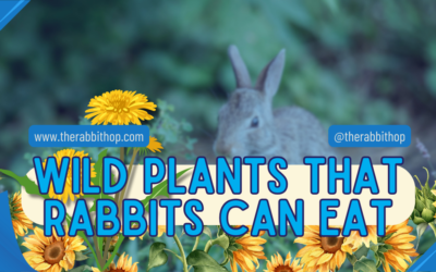 Wild Plants That Rabbits Can Eat