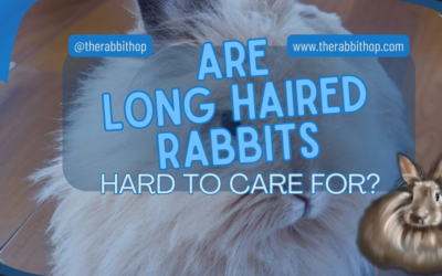 Are Long Haired Rabbits Hard to Care For?