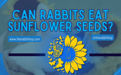 Can Rabbits Eat Sunflower Seeds?