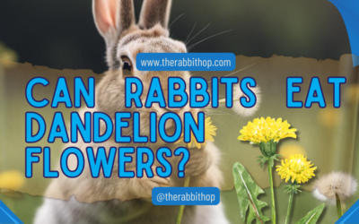 Can Rabbits Eat Dandelion Flowers?