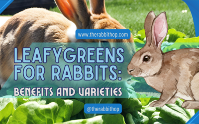 Leafy Greens for Rabbits: Benefits and Varieties