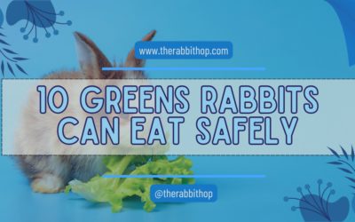 10 Greens Rabbits Can Eat Safely