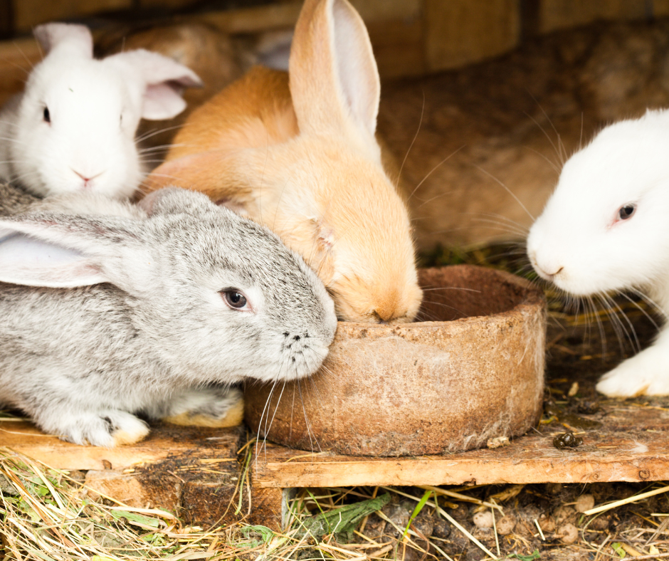 Furry friends in the hutch.