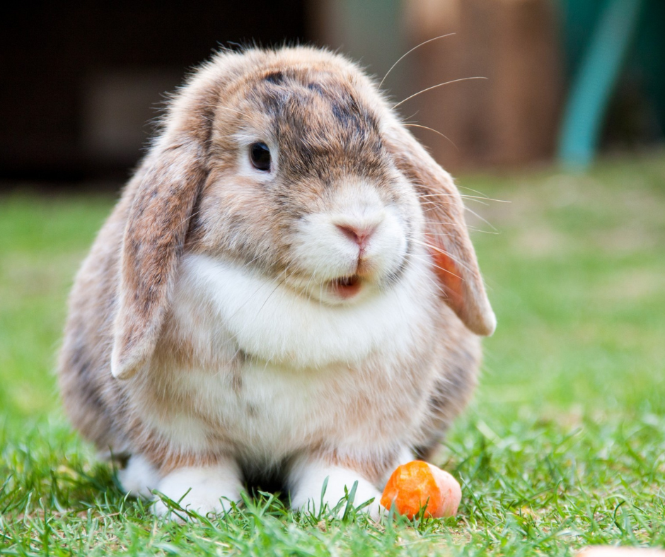 Cute bunny 