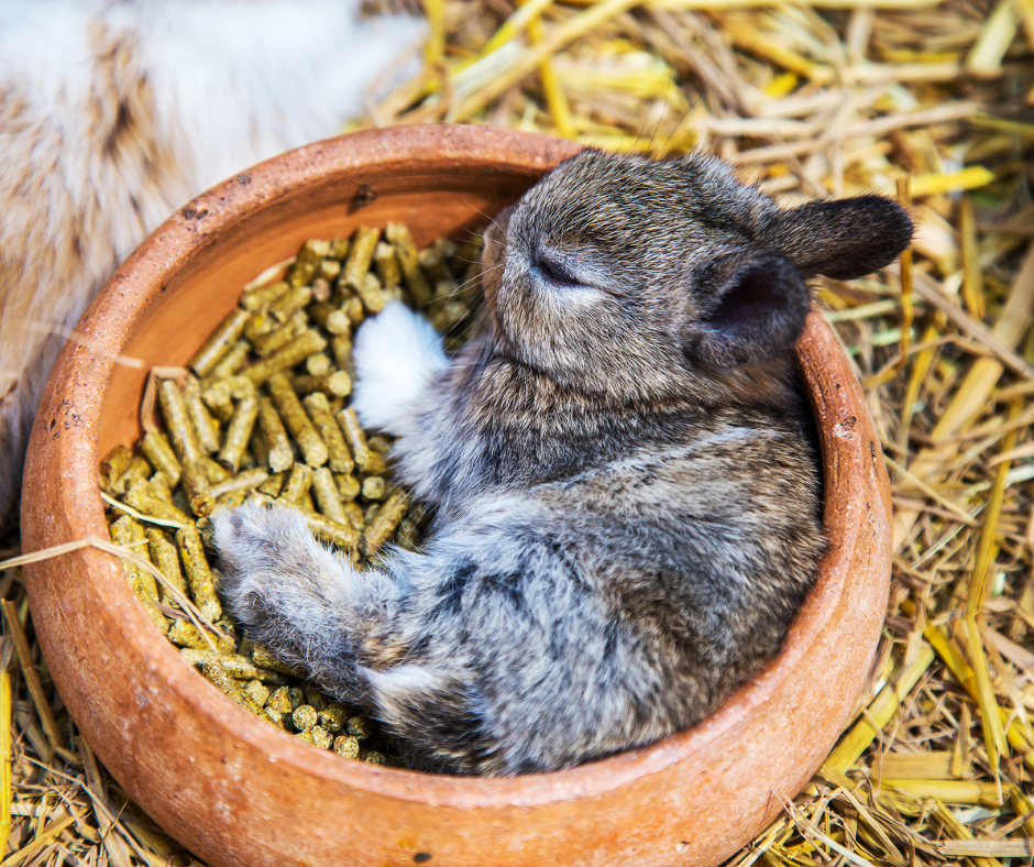 Bunny sleeping in a haystack.