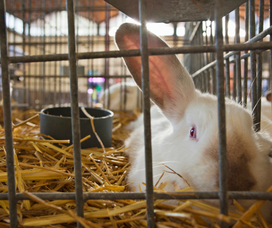 Bunny in the cage.