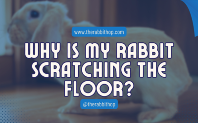 Why Is My Rabbit Scratching the Floor?