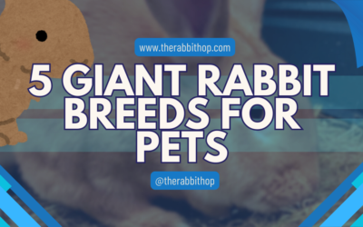 5 Giant Rabbit Breeds for Pets