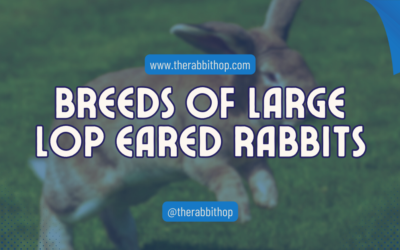 Breeds of Large Lop Eared Rabbits