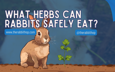 What Herbs Can Rabbits Safely Eat?