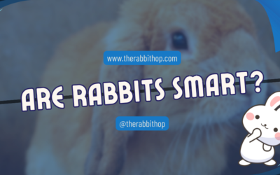 Are Rabbits Smart?