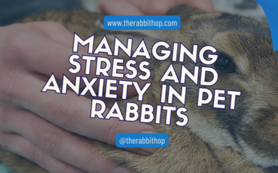 Managing Stress and Anxiety in Pet Rabbits