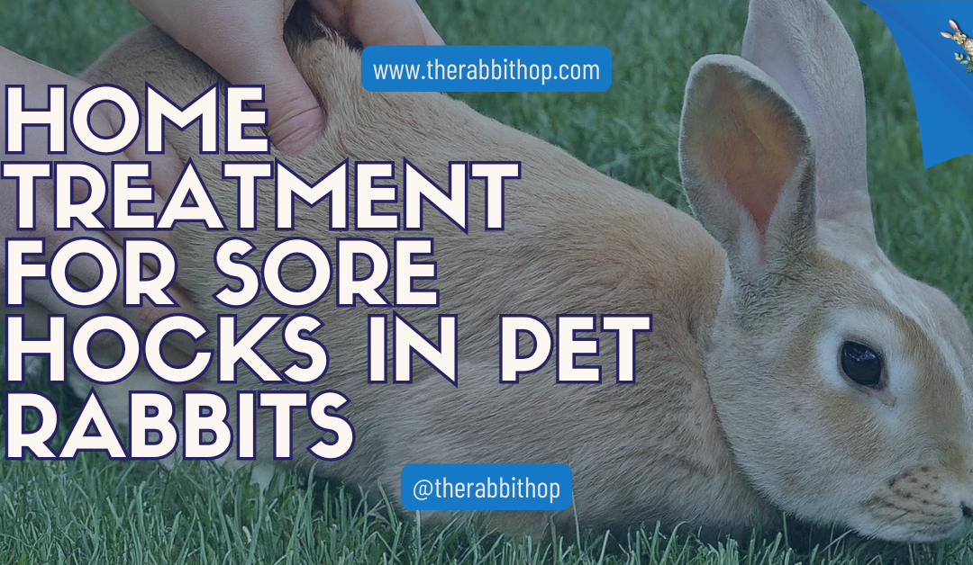 Home Treatment for Sore Hocks in Pet Rabbits