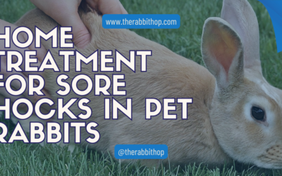 Home Treatment for Sore Hocks in Pet Rabbits