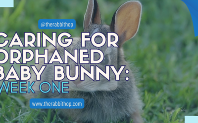 Caring for Orphaned Baby Bunny: Week One