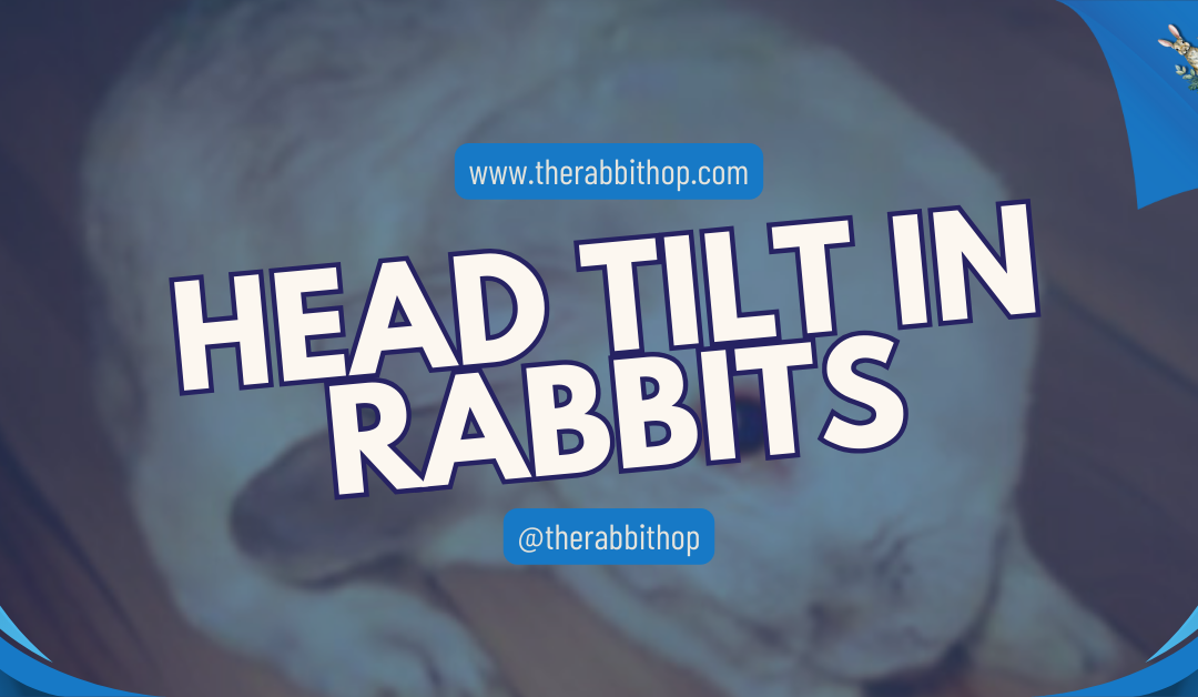 Head Tilt in Rabbits