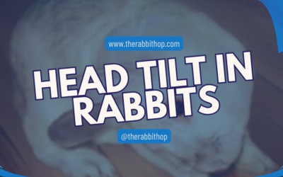 Head Tilt in Rabbits