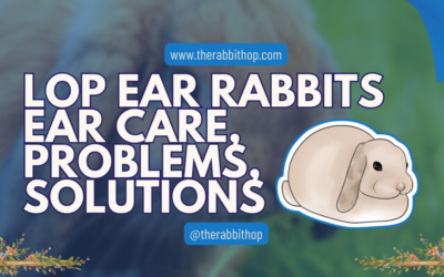 Lop Ear Rabbits Ear Care, Problems, Solutions