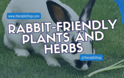 Rabbit-Friendly Plants and Herbs