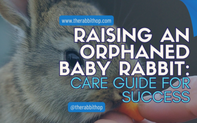 Raising an Orphaned Baby Rabbit: Care Guide for Success