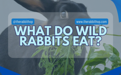 What Do Wild Rabbits Eat?