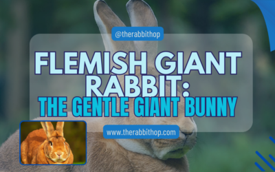 Flemish Giant Rabbit: The Gentle Giant Bunny