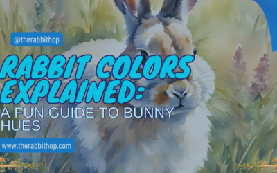 Rabbit Colors Explained: A Fun Guide to Bunny Hues