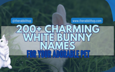 200+ Charming White Bunny Names for Your Adorable Pet