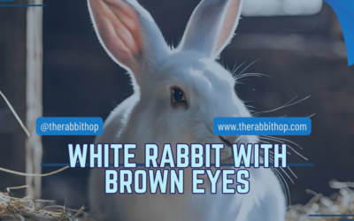 White Rabbit with Brown Eyes