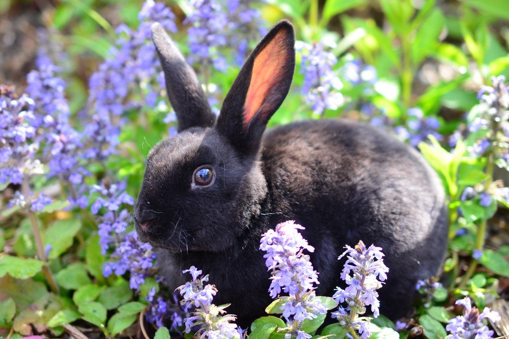 black mini rex black rabbit names