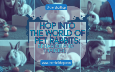 Hop Into The World Of Pet Rabbits: Behavior and Training