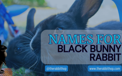 Names for Black Bunny Rabbit