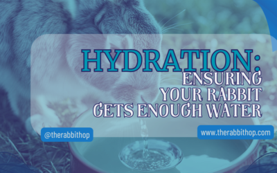 Hydration: Ensuring Your Rabbit Gets Enough Water