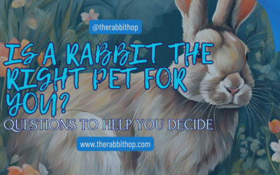 Is a Rabbit the Right Pet for You? Questions to Help You Decide