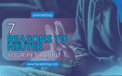 7 Reasons To Neuter Your Pet Rabbit