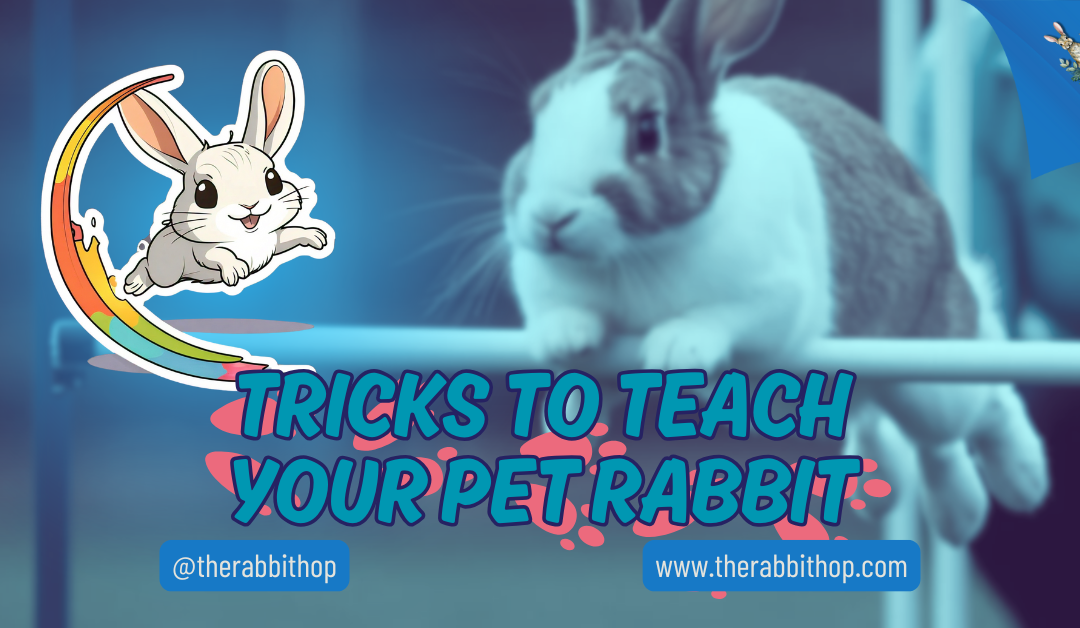 Tricks to Teach Your Pet Rabbit