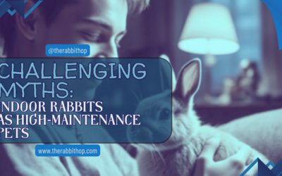 Challenging Myths: Indoor Rabbits As High-maintenance Pets