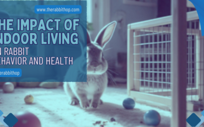 The Impact Of Indoor Living On Rabbit Behavior And Health