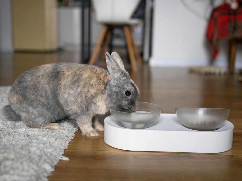 Ensuring Your Rabbit Gets Enough Water