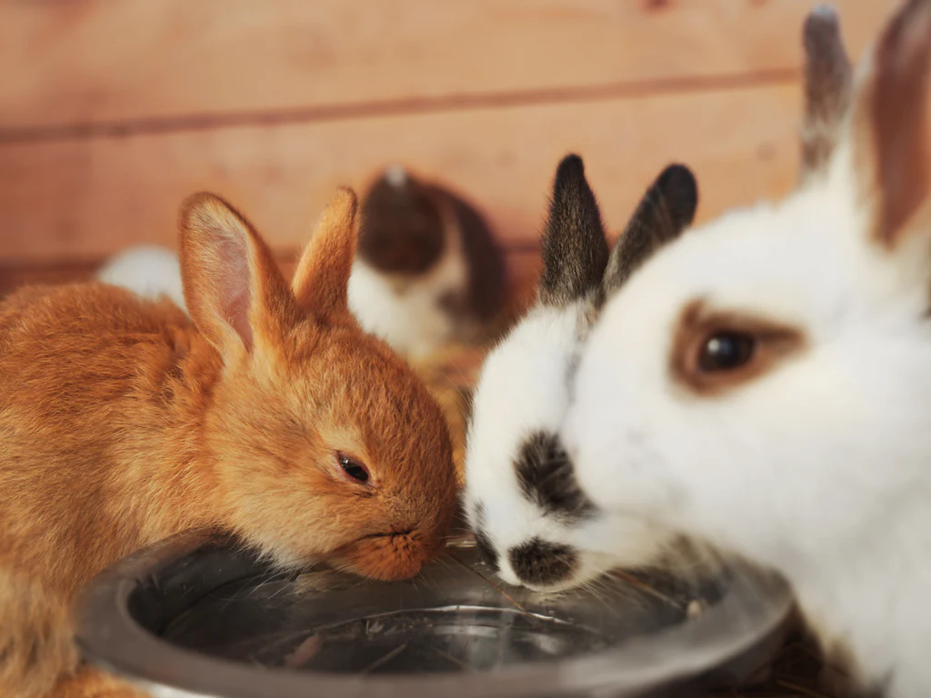 Common Myths About Rabbit Hydration