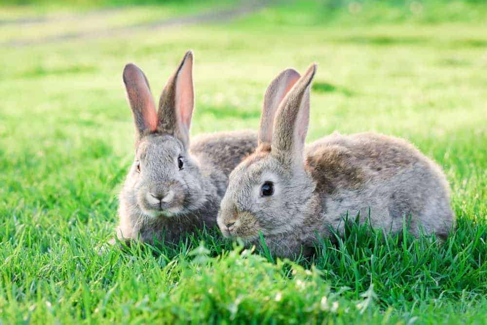 Factors Affecting a Rabbit's Water Intake