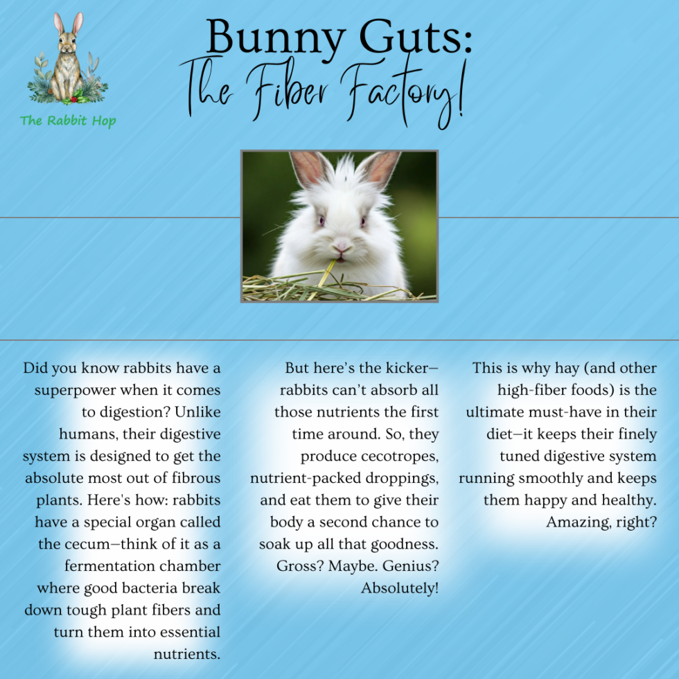 Understanding Your Rabbit's Digestive System - The Rabbit Hop