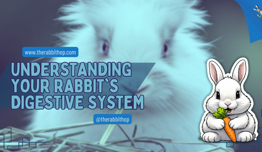 Understanding Your Rabbit’s Digestive System