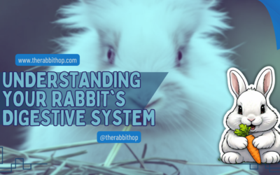 Understanding Your Rabbit’s Digestive System