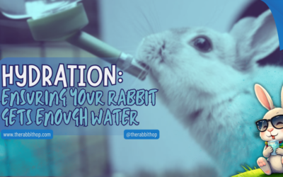 Hydration: Ensuring Your Rabbit Gets Enough Water