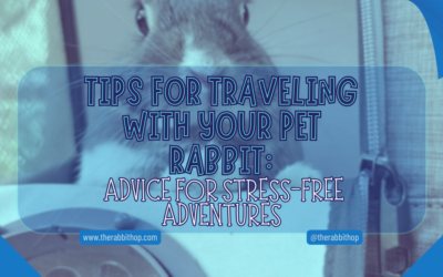 Tips for Traveling With Your Pet Rabbit: Advice for Stress-Free Adventures