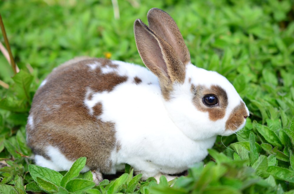 Mini Rex Rabbit