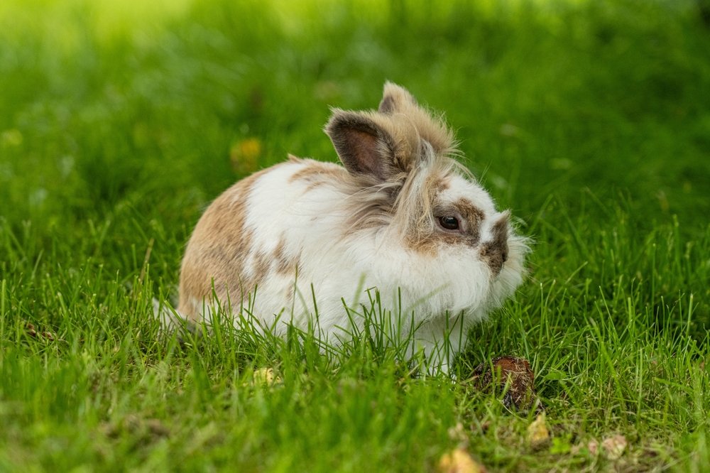 Lionhead Rabbit