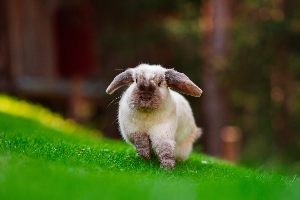Holland Lop rabbit