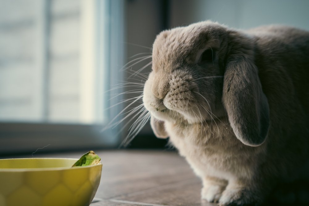 Mini Lop Rabbit